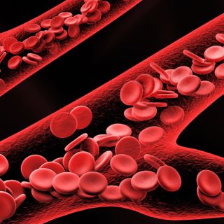 Stellt die Elastizität der Blutgefäße wieder her